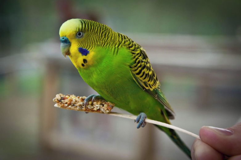 budgie