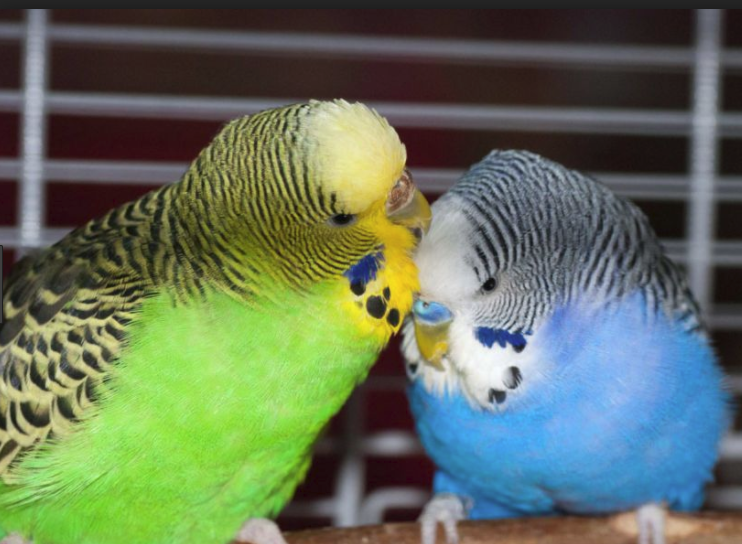 budgie2.png