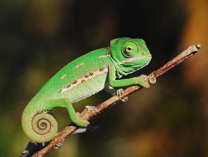 chameleon.png